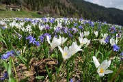65 Distese di crocus bianchi e scilla bifolia azzurro-violetto